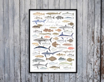 18x24 Póster de Peces de la Costa de Maine, Póster de Peces de Maine, Póster de Maine