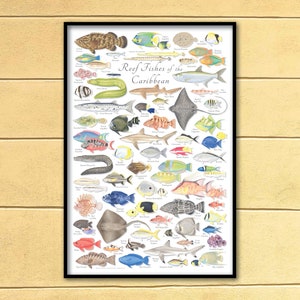 Póster de peces de arrecife del Caribe de 24 x 36; póster de peces de arrecife del Caribe de 24 x 36