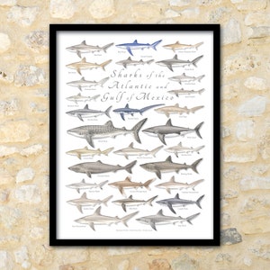FRAMED 18x24 Sharks of the Atlantic and Gulf of Mexico poster; Sharks of the Atlantic poster; Framed shark poster