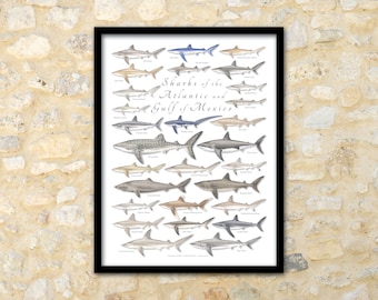 May include: A framed print featuring illustrations of various shark species, including the Whale Shark and Hammerhead Shark. The print is titled "Sharks of the Atlantic and Gulf of Mexico" and is displayed against a textured stone wall.