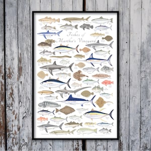 24x36 Fishes of Martha&#39;s Vineyard poster; Martha&#39;s Vineyard fish poster; 24x36 fish poster