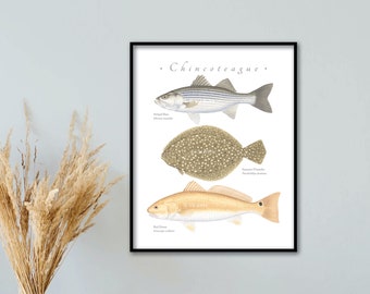 CUSTOMIZABLE  Striped Bass, Summer Flounder, Red Drum giclee; Chincoteague giclee; Chesapeake Bay giclee; mid-Atlantic fish trio