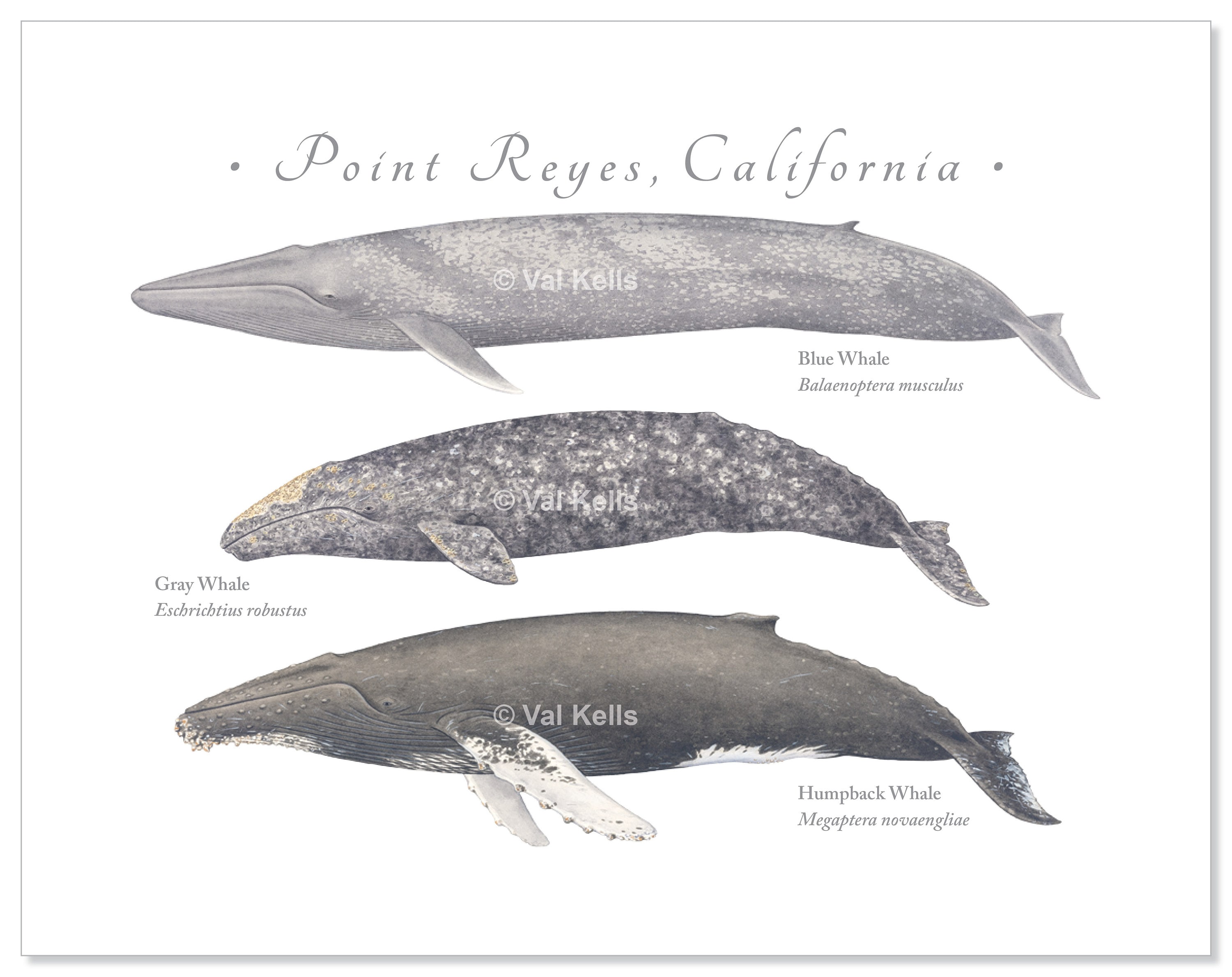Discover The Astonishing Differences: Human Vs. Blue Whale - i5sjpmk