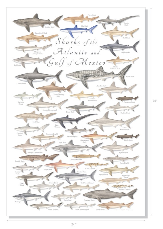 SHARK ポスター Amazon.com: Great White Shark Bite Huge Jaws by Vincent Hie Shark