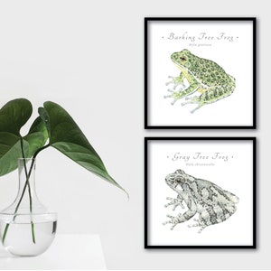 May include: Two framed illustrations of tree frogs. The top illustration shows a green tree frog with the text "Barking Tree Frog - Hyla gratiosa". The bottom illustration shows a gray tree frog with the text "Gray Tree Frog - Hyla chrysoscelis".