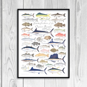 18x24 Gamefishes of the Outer Banks poster; Outer Banks fish poster, Outer Banks poster, North Carolina poster, OBX fish poster