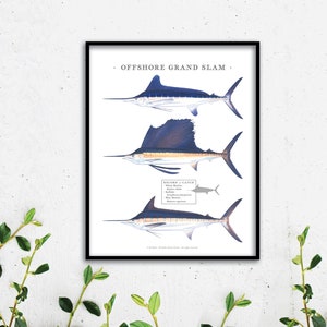 11x14 Offshore IGFA Grand Slam print; White Marlin, Sailfish, Blue Marlin; unique, high-quality print