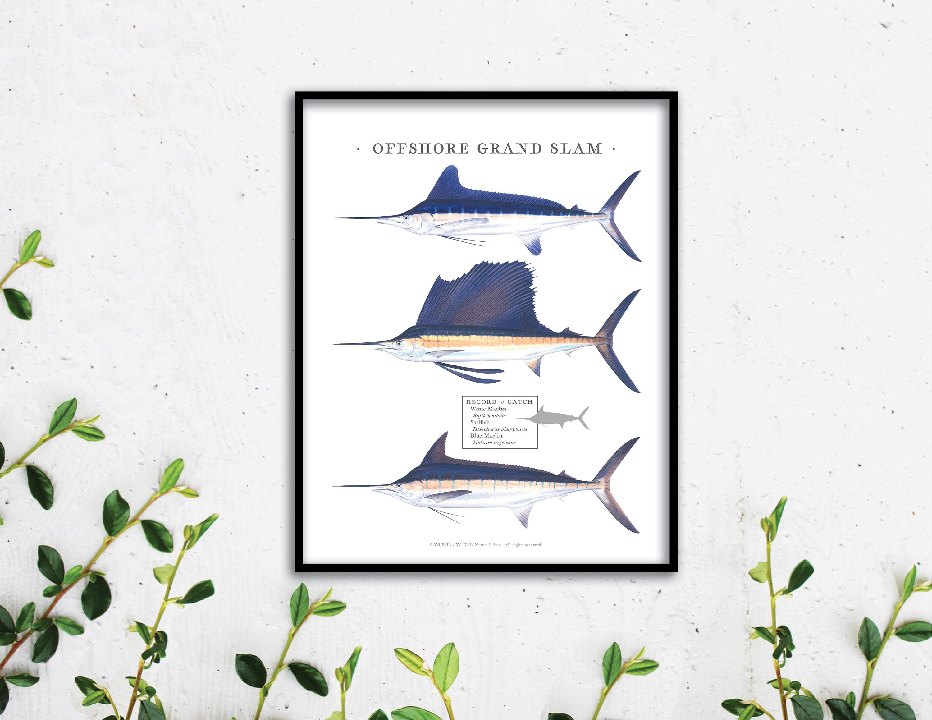 11x14 Offshore IGFA Grand Slam Print; White Marlin, Sailfish