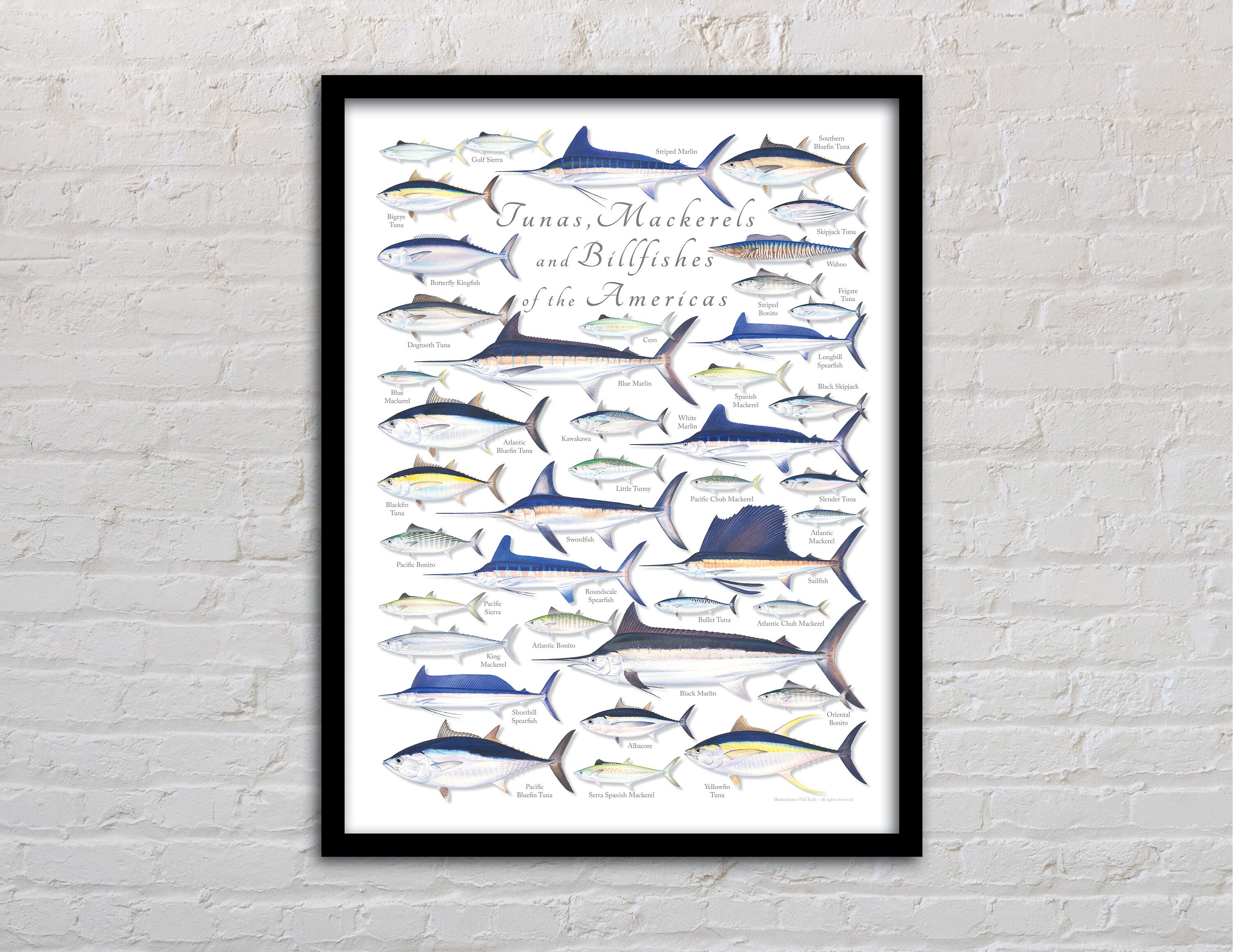 FRAMED 18x24 Tunas and Billfishes of the Americas poster; framed tuna poster, framed billfish poster, framed marlin poster, framed mackerel