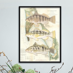 18x24 San Diego Bay vintage NOAA Poster; San Diego Bay poster, Sand Bass, Kelp Bass, SoCal fish poster, vintage NOAA poster