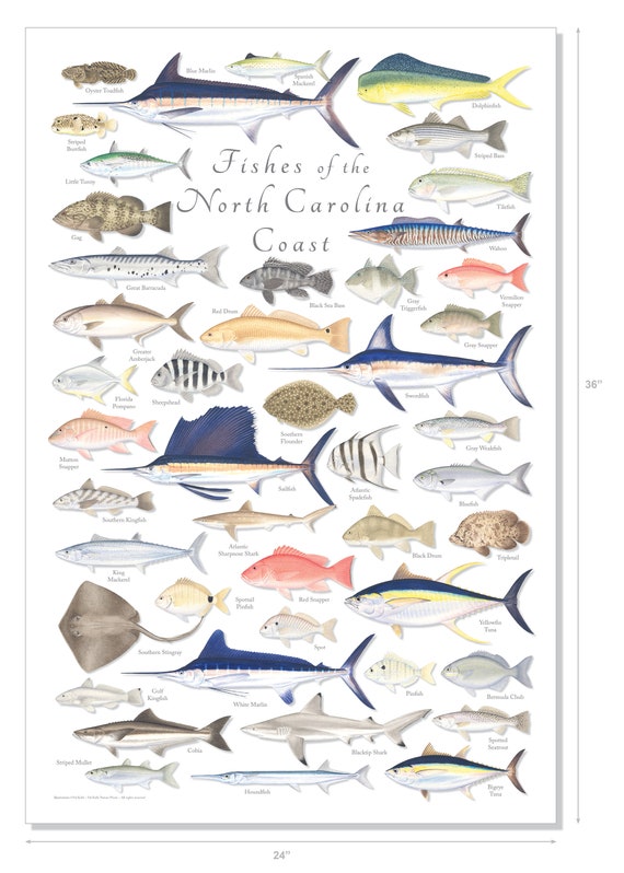 Nc saltwater sales fish