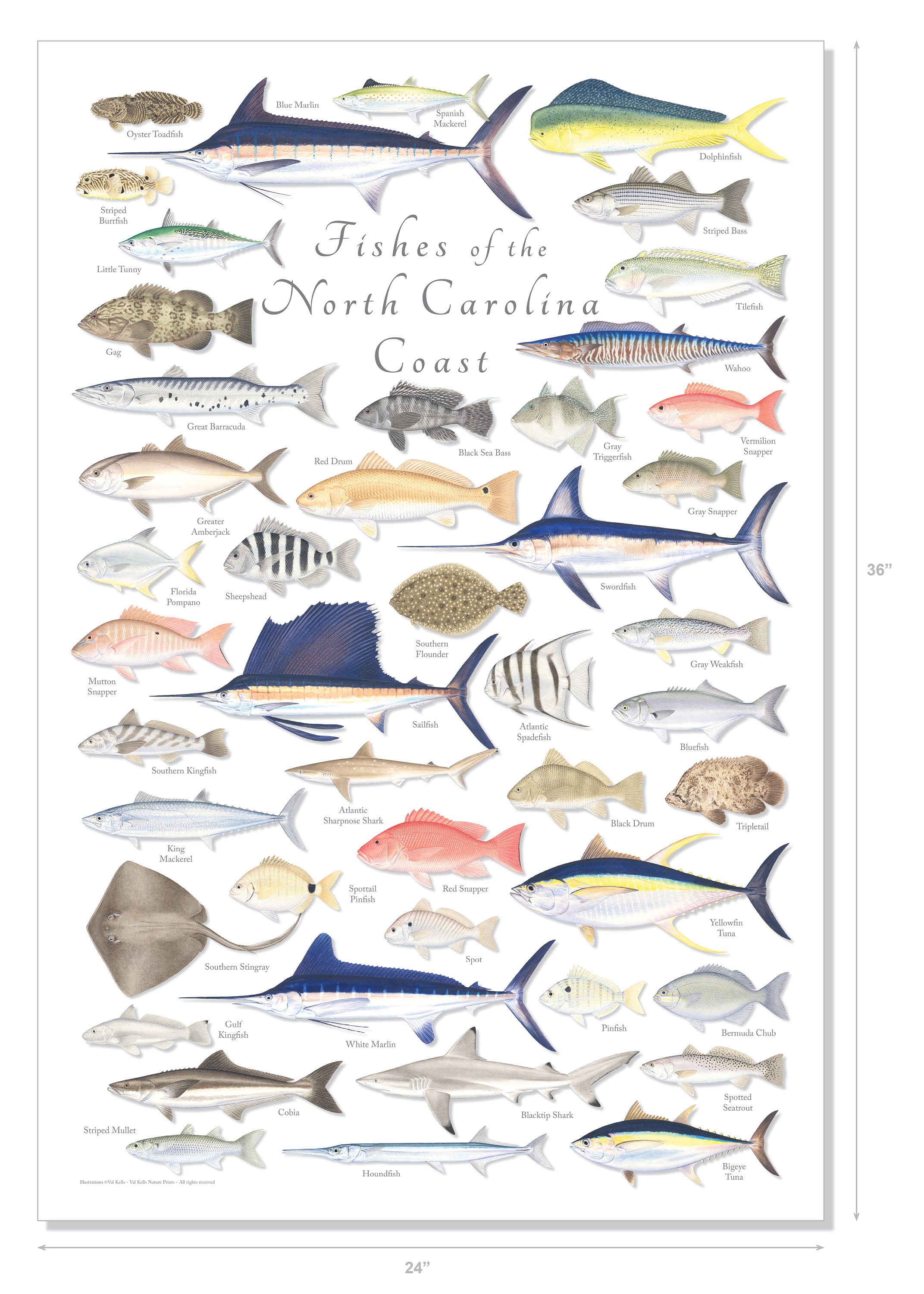 North carolina fish outlet