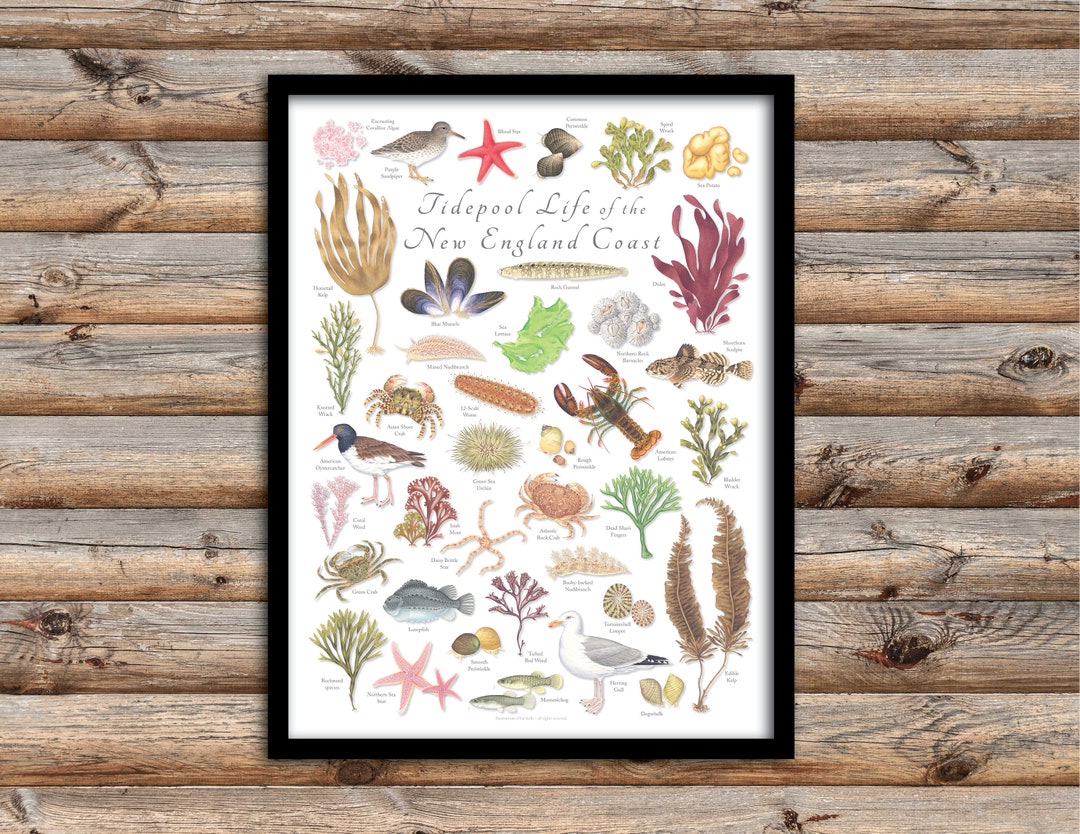 18x24 Tidepool Life of the New England Coast Poster in Stunning Color ...
