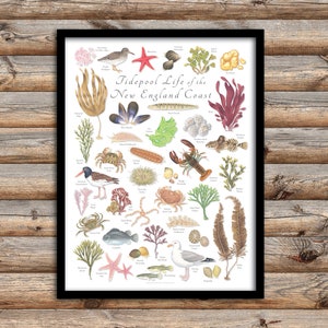 18x24 Tidepool Life of the New England Coast Poster, New England tidepools, New England Tide pools, New England Wildlife, tide pools