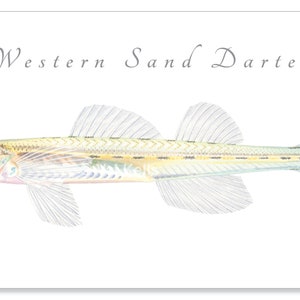 Darter giclee prints Candy Darter, Riverweed Darter, Appalachia Darter, Golden Darter, Shield Darter, Roanoke Darter, Logperch, fish print Western Sand