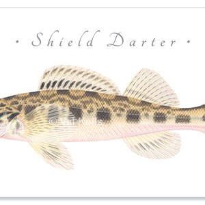 Darter giclee prints Candy Darter, Riverweed Darter, Appalachia Darter, Golden Darter, Shield Darter, Roanoke Darter, Logperch, fish print Shield