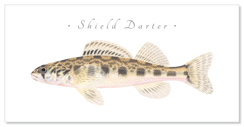 Darter giclee prints Candy Darter, Riverweed Darter, Appalachia Darter, Golden Darter, Shield Darter, Roanoke Darter, Logperch, fish print Shield