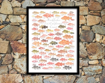 FRAMED 18x24 Rockfishes of the California Coast poster, California rockfish framed poster, framed California Rockfish poster, framed fish
