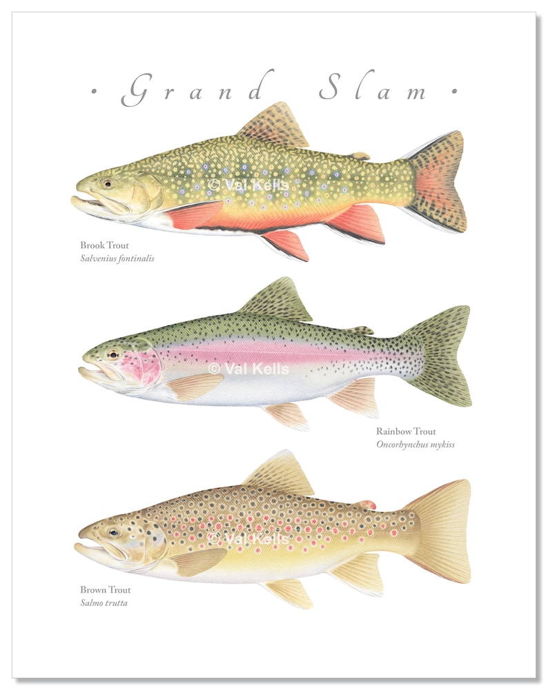 Brook Rainbow and Brown Trout Grand Slam Giclee Print Brook Etsy