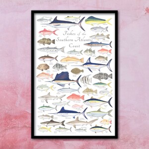 Póster enmarcado de peces de la costa atlántica sur de 24 x 36; póster enmarcado de peces del Atlántico sur; póster enmarcado de la costa atlántica