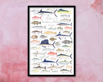 24x36 FRAMED Fishes of the Southern Atlantic Coast poster; Framed Southern Atlantic Fish poster; Framed Atlantic Coast poster