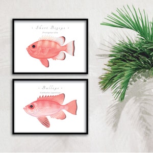Atlantic & Pacific Bigeye giclee prints; Short Bigeye, Glasseye Snapper, Bigeye, Bulleye, Popeye Catalufa giclee prints, fish prints
