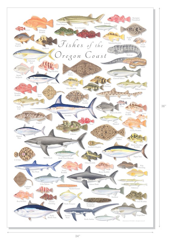 Saltwater Oregon Coast Fish Species ubicaciondepersonas.cdmx.gob.mx