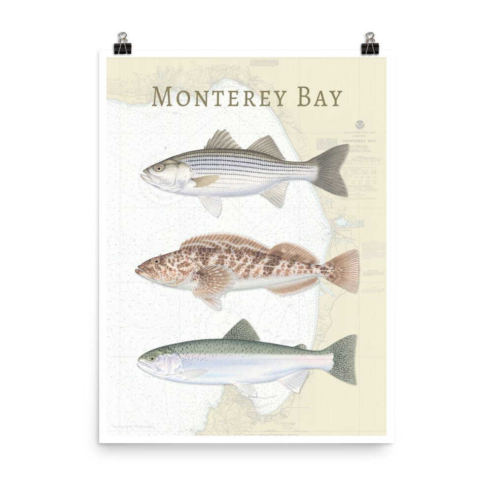 18x24 Monterey Bay NOAA Chart Poster Monterey Bay Poster Striped Bass