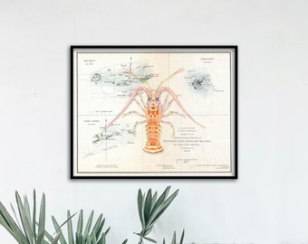 20 x 16 Caribische Spiny Lobster met vintage NOAA grafiek achtergrond poster; Langoest-poster; Florida Keys-poster
