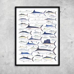 18x24 Tunas, Mackerels, and Billfishes of the Americas Poster, Tuna poster, Mackerel poster, Billfish poster, fish poster
