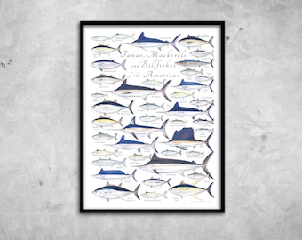 18x24 Tunas, Mackerels, and Billfishes of the Americas Poster, Tuna poster, Mackerel poster, Billfish poster, fish poster