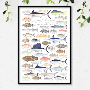 Cartel de 24x36 Gamefishes del Golfo de México; Cartel de peces del Golfo de México, cartel de peces de caza del Golfo de México, cartel de peces del Golfo, Golfo de México