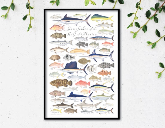 24x36 Gamefishes of the Gulf of Mexico Poster Gulf of Mexico Fish Poster,  Gulf of Mexico Gamefish Poster, Gulf Fish Poster, Gulf of Mexico 