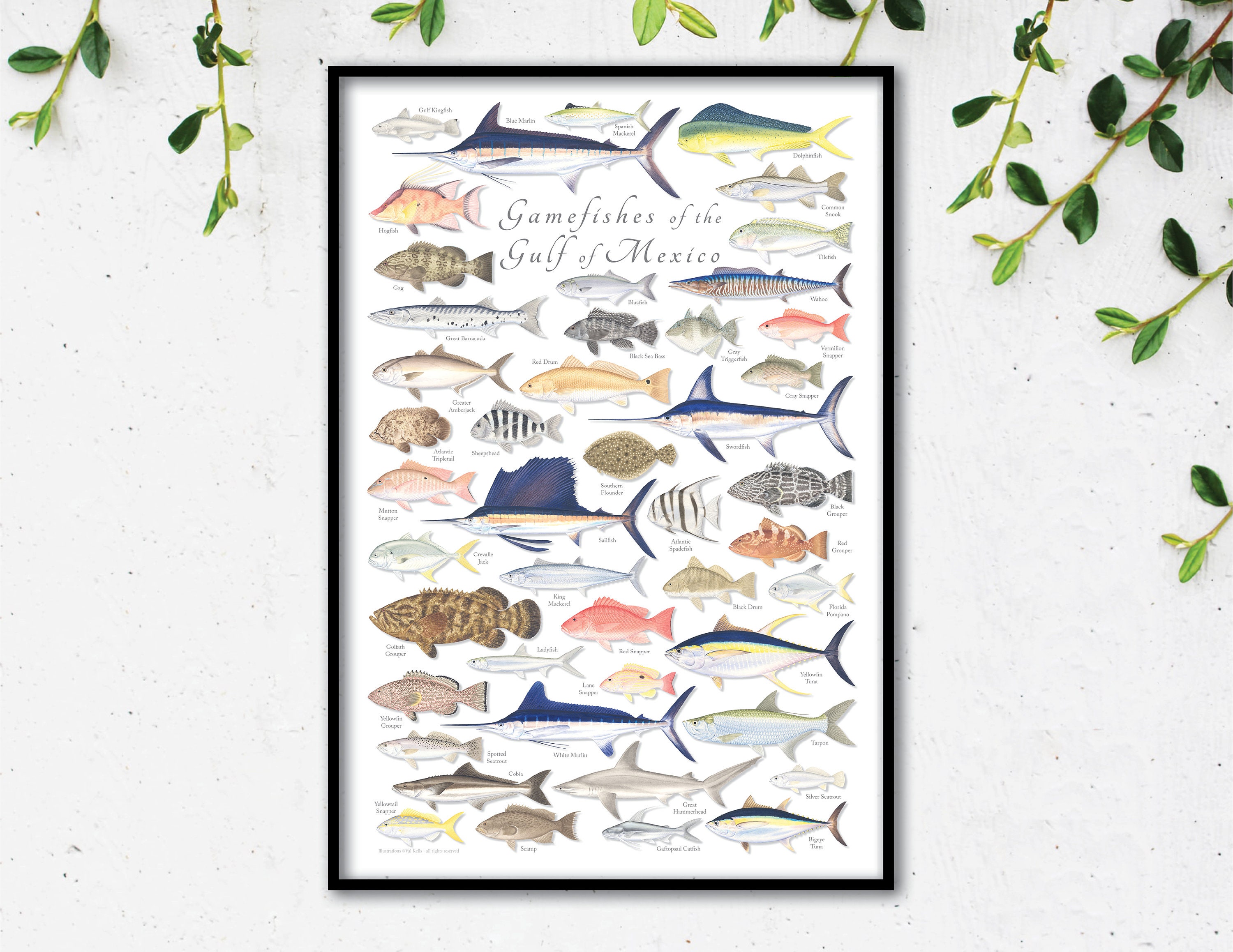 24x36 Gamefishes of the Gulf of Mexico Poster Gulf of Mexico Fish Poster, Gulf  of Mexico Gamefish Poster, Gulf Fish Poster, Gulf of Mexico 
