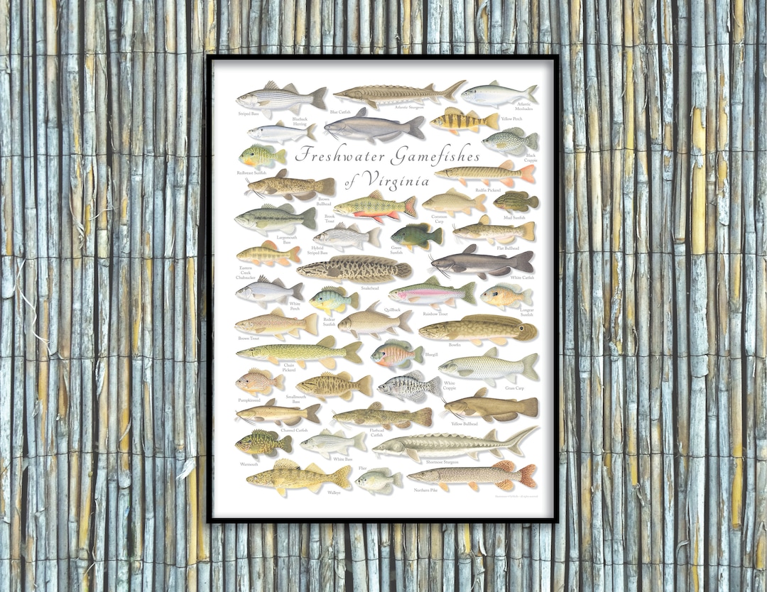 18x24 Freshwater Gamefishes of Virginia Poster, Virginia Fishes