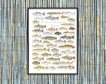 18x24 Freshwater Gamefishes of Virginia poster, Virginia fishes poster, fishes of Virginia poster, Virginia fish print