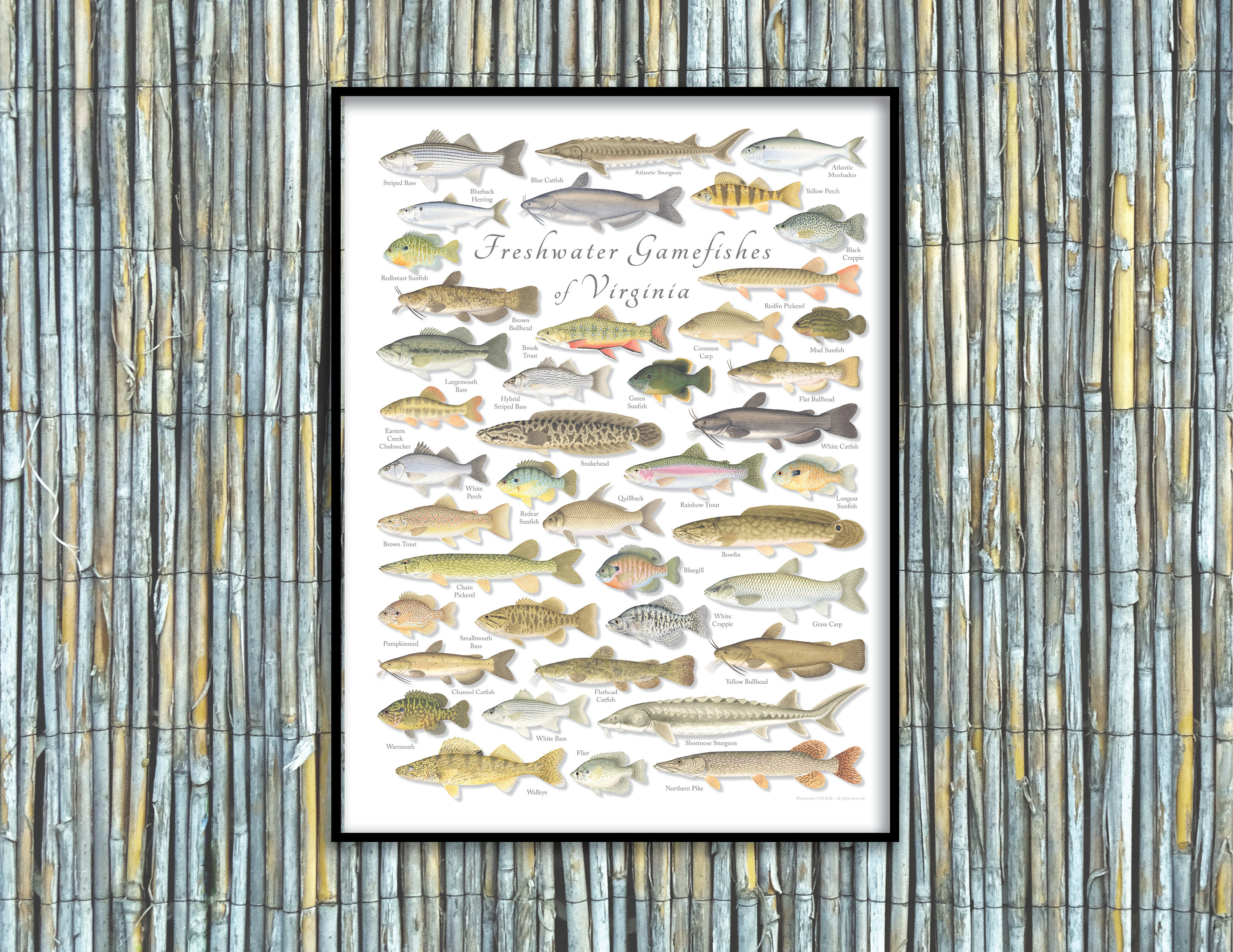 18x24 Freshwater Gamefishes of Virginia Poster, Virginia Fishes Poster