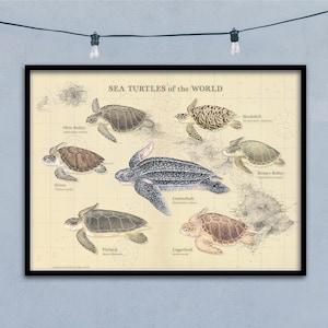 24x18 Meeresschildkröten der Welt Vintage NOAA-Karte Poster, Meeresschildkröte Poster, Vintage NOAA Karte, Meeresschildkröte Kunst, Meeresschildkröte Druck