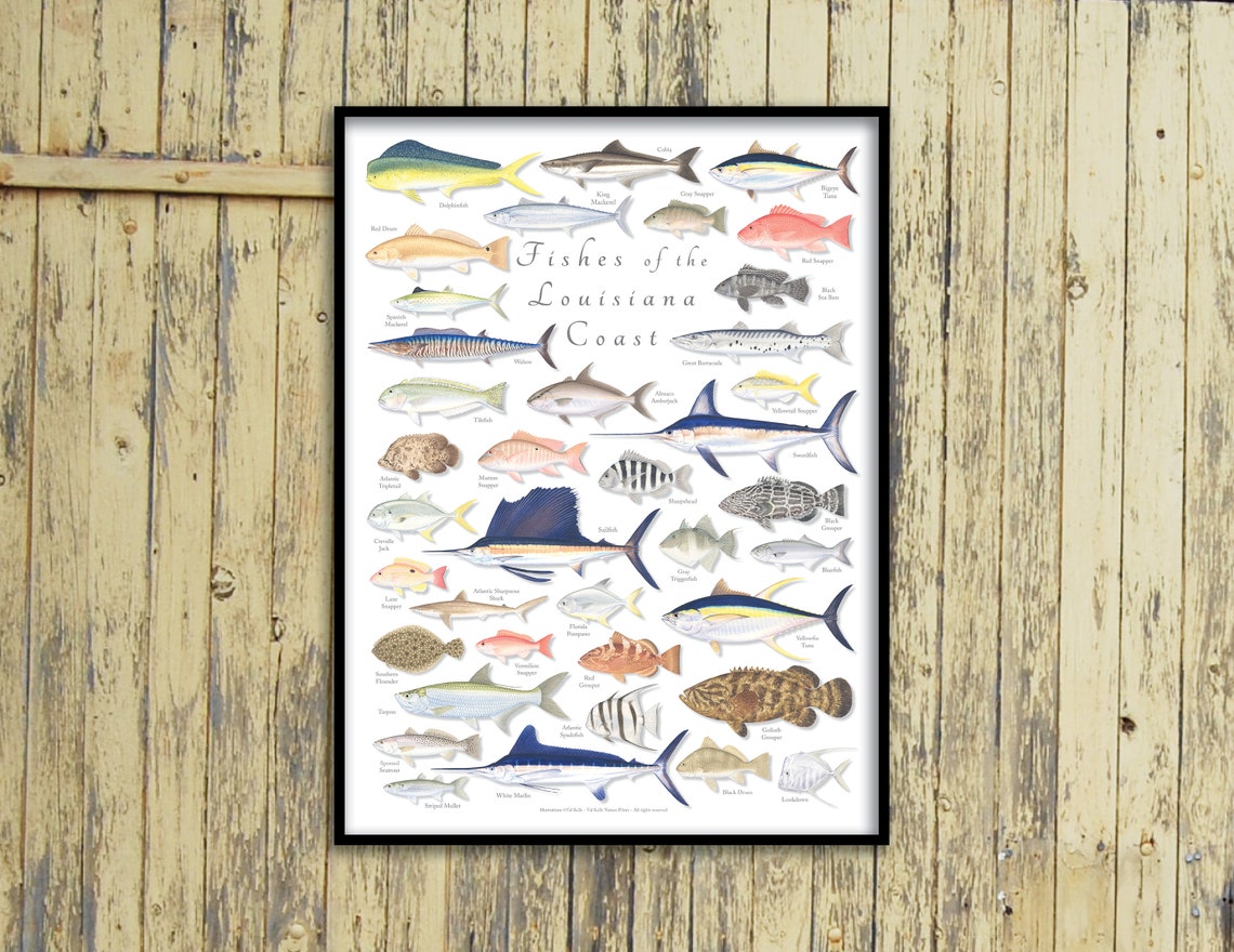 18x24 Fishes of the Louisiana Coast Poster; Louisiana Fish Poster ...
