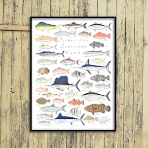 18x24 Fishes of the Louisiana Coast poster, Louisiana fish poster, Louisiana coast poster