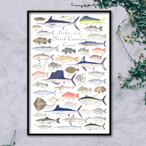 24x36 Cartel de peces de la costa de Carolina del Norte, peces de Carolina del Norte, cartel de Carolina del Norte