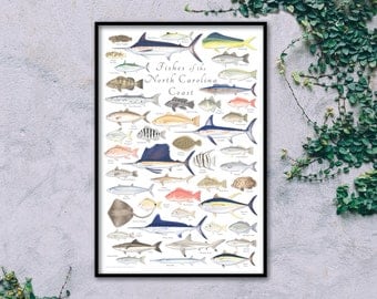 24x36 Fishes of the North Carolina Coast poster, North Carolina fishes, North Carolina poster