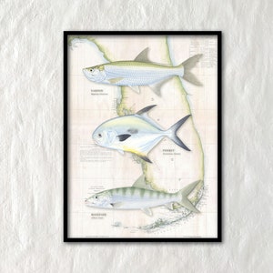 18x24 Tarpon Permit Bonefish vintage NOAA Poster, Tarpon poster, Permit poster, Bonefish poster, vintage NOAA chart, vintage Florida