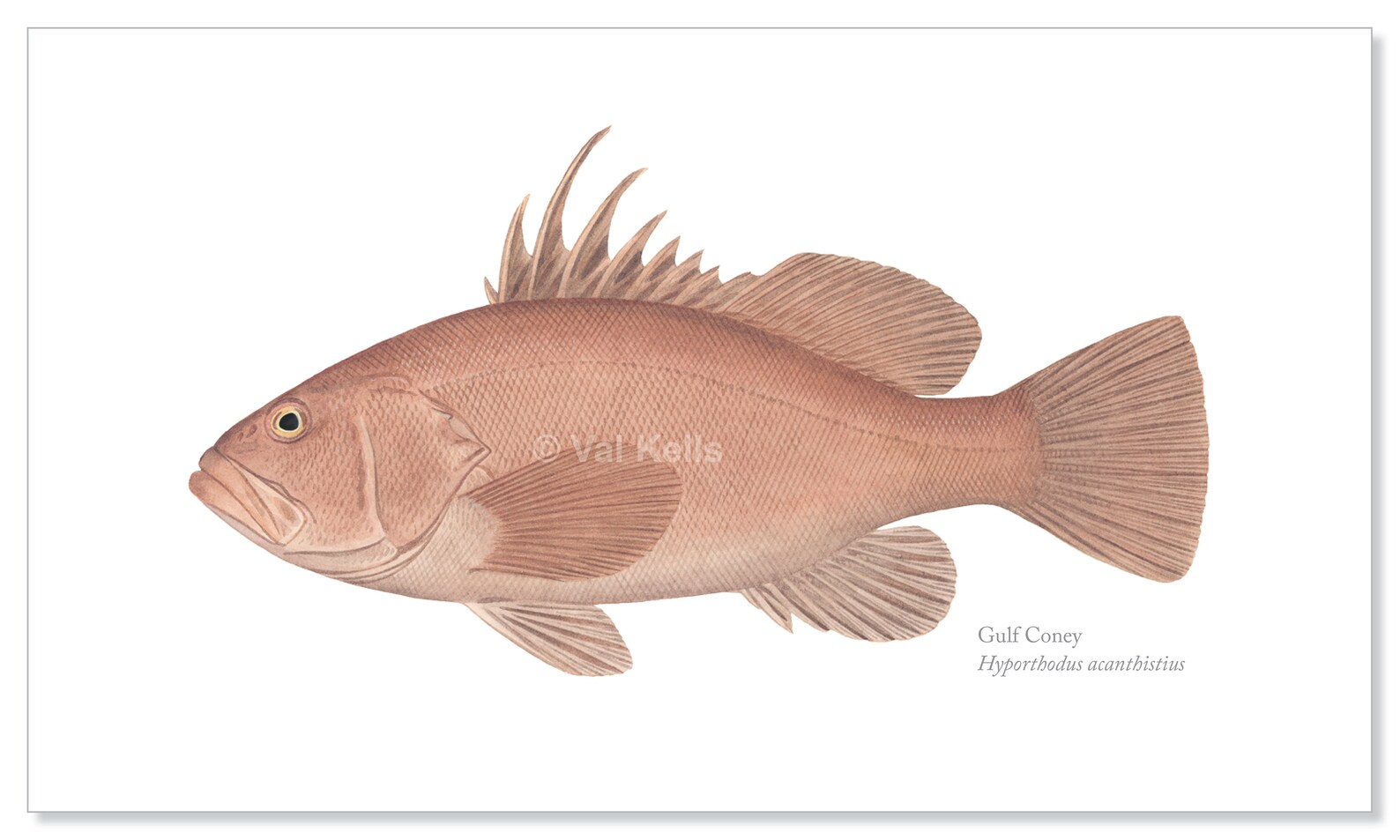 Pacific Sea Bass and Grouper Giclee Prints Broomtail Gulf Etsy
