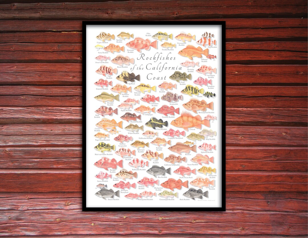 18x24 Rockfishes of the California Coast Poster, California Rockfish