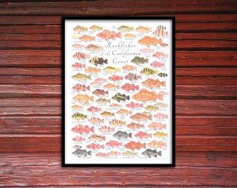 18x24 Rockfishes of the California Coast Poster, California Rockfish poster, California fish poster, Rockfish poster