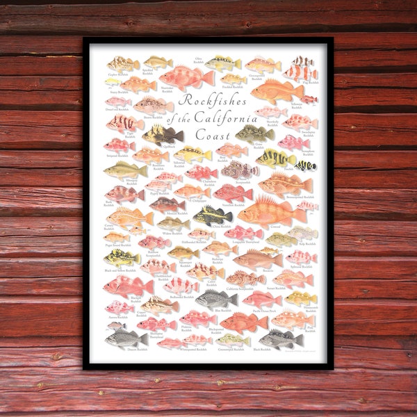 18x24 Rockfishes of the California Coast Poster, California Rockfish poster, California fish poster, Rockfish poster