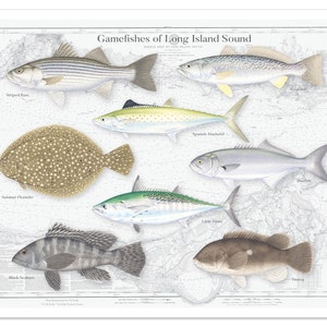 20x16 Gamefishes of Long Island Sound poster Fishes of Long Island Sound Long Island Sound Fishes Long Island Sound poster image 3