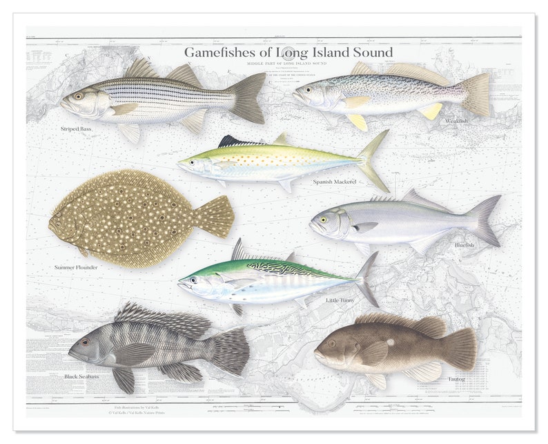 20x16 Gamefishes of Long Island Sound poster Fishes of Long Island Sound Long Island Sound Fishes Long Island Sound poster image 3