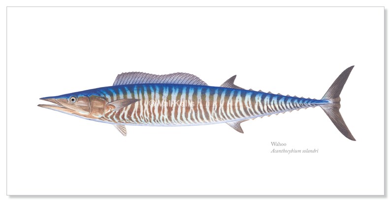 Download Sailfish And Wahoo Giclee Prints Sailfish Giclee Wahoo Giclee Fish Print Offshore Fish Giclee Art Collectibles Prints Efp Osteology Org